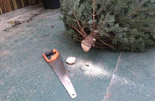 Sawing off one inch from base of Christmas tree